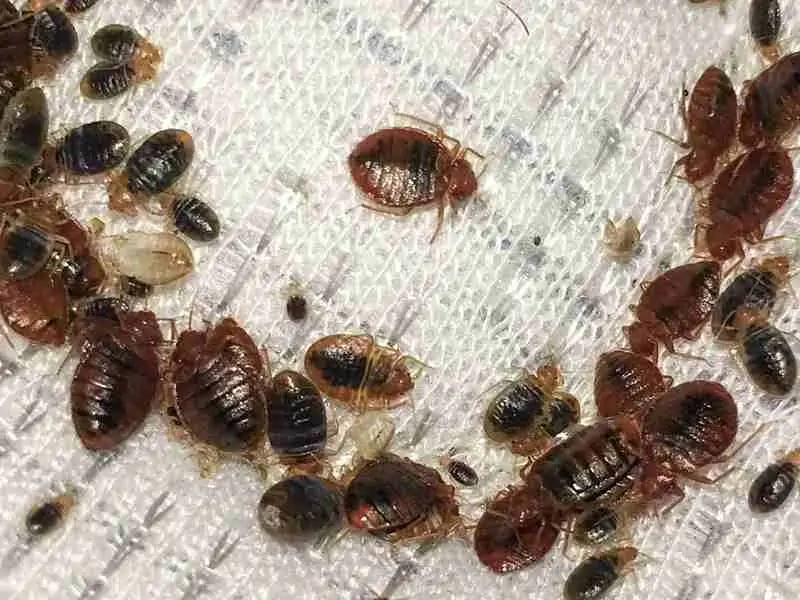 bed bugs cleaning